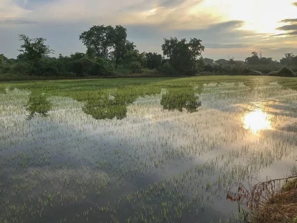 Árvíz hulló rizsföldeken Thaiföldön — Stock Fotó