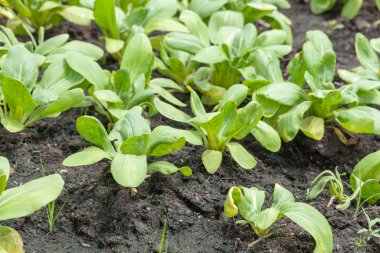 Sebze bahçesinde bir sıra salata.
