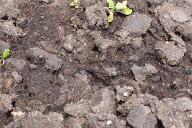 Bitki yetiştirmek için boş toprak yüzeyini kapatın