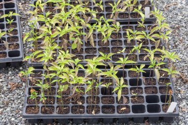 Genç tohum ekme fabrikalarının olduğu sıranın yakınında.