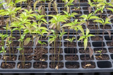 Genç tohum ekme fabrikalarının olduğu sıranın yakınında.