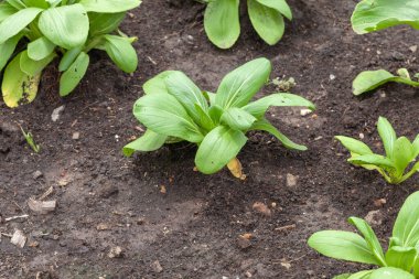 Sebze bahçesinde bir sıra salata.