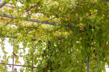 Mor çiçek pergola ve yapraklar bahçede