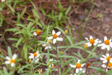 Bahçedeki Sülfür Kozmosunun çiçeğini kapat.