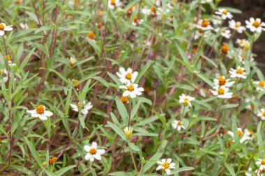 Bahçedeki Sülfür Kozmosunun çiçeğini kapat.