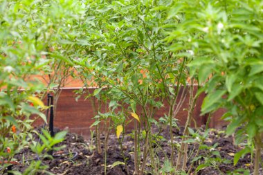 Çiftlikteki kırmızı biber fabrikasını kapatın.