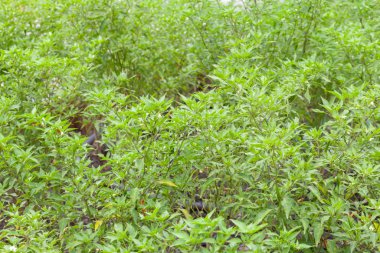 Çiftlikteki kırmızı biber fabrikasını kapatın.