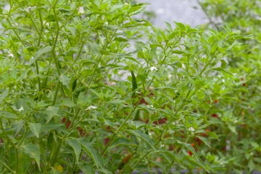 Çiftlikteki kırmızı biber fabrikasını kapatın.