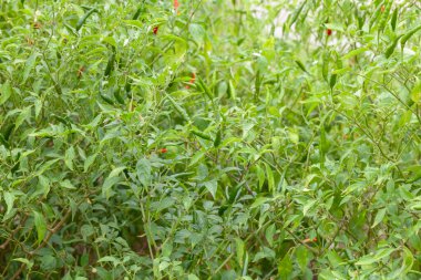 Çiftlikteki kırmızı biber fabrikasını kapatın.