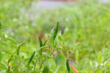 Çiftlikteki kırmızı biber fabrikasını kapatın.