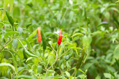 Çiftlikteki kırmızı biber fabrikasını kapatın.