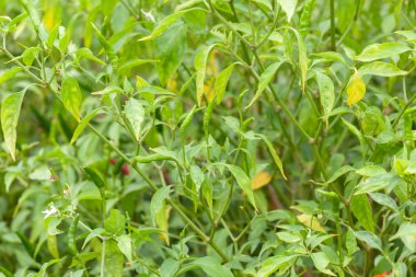 Çiftlikteki kırmızı biber fabrikasını kapatın.