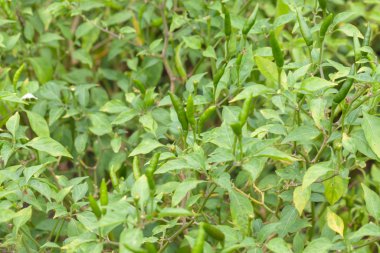 Çiftlikteki kırmızı biber fabrikasını kapatın.