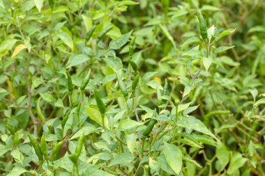 Çiftlikteki kırmızı biber fabrikasını kapatın.