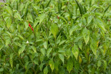 Çiftlikteki kırmızı biber fabrikasını kapatın.