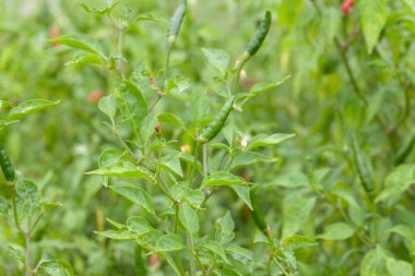 Çiftlikteki kırmızı biber fabrikasını kapatın.