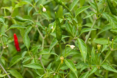 Çiftlikteki kırmızı biber fabrikasını kapatın.