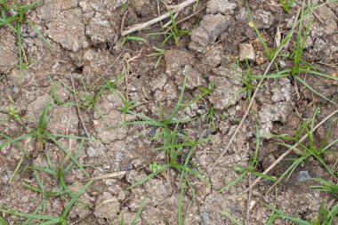 Çiftlik arkaplanı dokusu için boş alan