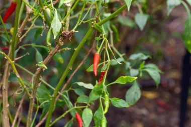 Çiftlikteki kırmızı biber fabrikasını kapatın.