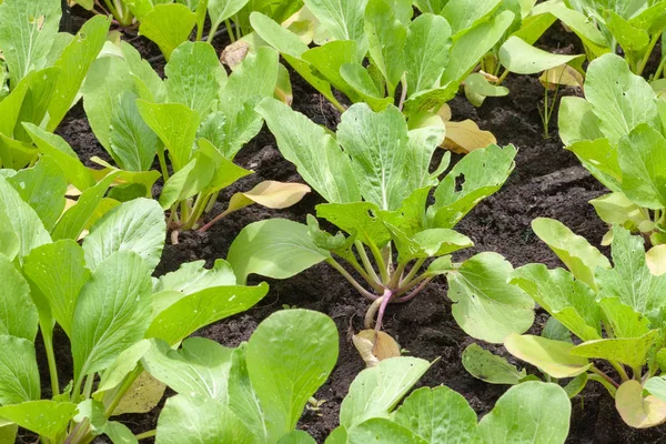 Row of lettuce salad in the vegetable garden — 스톡 사진