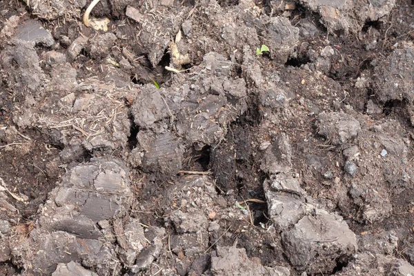 Leere Bodenoberfläche für Pflanzen schließen — Stockfoto