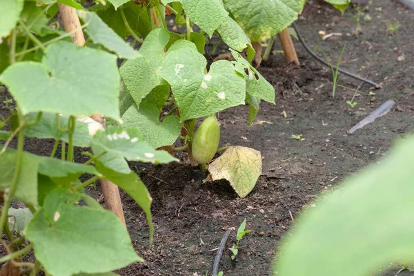 Close up of cucumber plant in vegetable garden — ストック写真