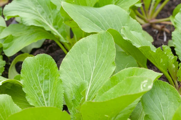 Rangée de salade de laitue dans le potager — Photo