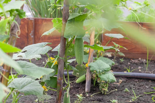 Close up of cucumber plant in vegetable garden — 스톡 사진