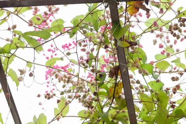 Фиолетовый цветок беседки и листья в саду — стоковое фото
