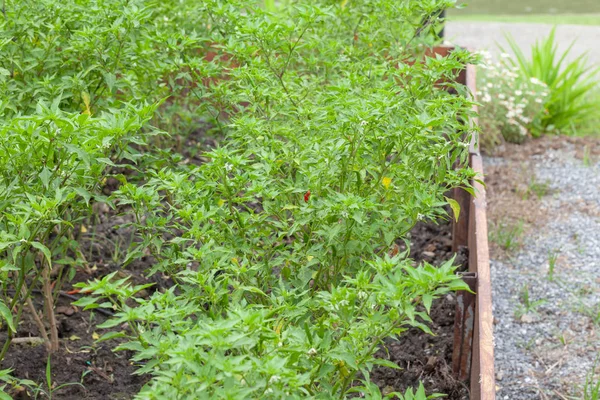 Close up of chilli pepper plant in farm — 스톡 사진