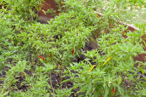Close up de pimenta pimenta planta na fazenda — Fotografia de Stock