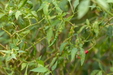 Çiftlikteki kırmızı biber fabrikasını kapatın.