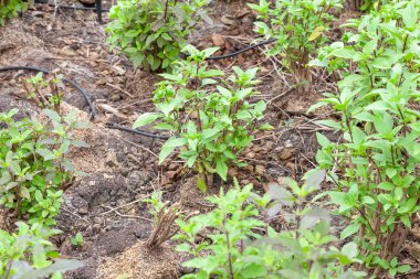Sebze çiftliğindeki tatlı fesleğen bitkisini kapatın.