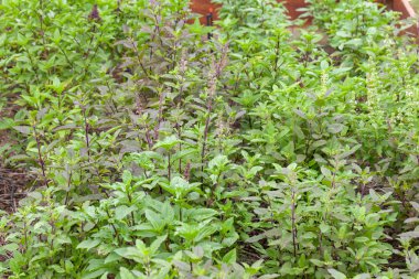 Sebze çiftliğindeki tatlı fesleğen bitkisini kapatın.