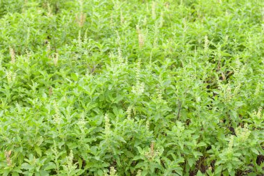 Thai fesleğeni ya da tatlı fesleğeni bahçeye yakın.