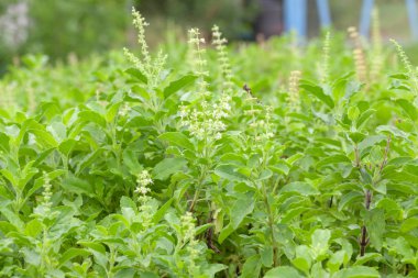 Thai fesleğeni ya da tatlı fesleğeni bahçeye yakın.