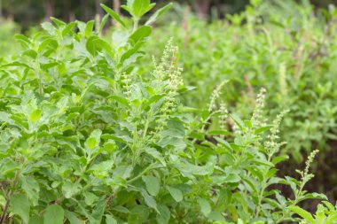 Thai fesleğeni ya da tatlı fesleğeni bahçeye yakın.