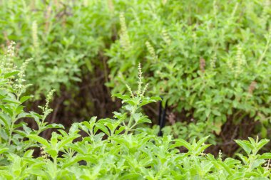 Thai fesleğeni ya da tatlı fesleğeni bahçeye yakın.