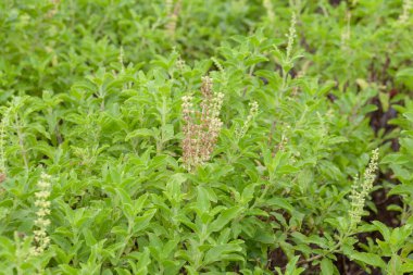 Thai fesleğeni ya da tatlı fesleğeni bahçeye yakın.