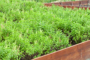 Thai fesleğeni ya da tatlı fesleğeni bahçeye yakın.