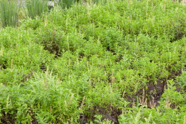 Thai fesleğeni ya da tatlı fesleğeni bahçeye yakın.