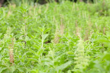 Thai fesleğeni ya da tatlı fesleğeni bahçeye yakın.