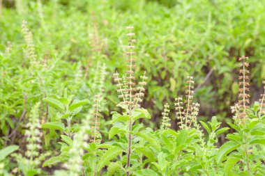 Thai fesleğeni ya da tatlı fesleğeni bahçeye yakın.