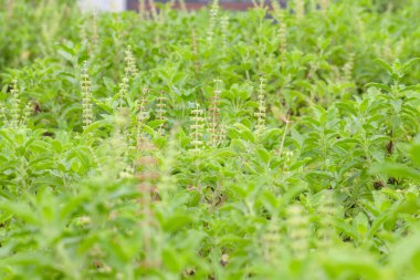 Thai fesleğeni ya da tatlı fesleğeni bahçeye yakın.