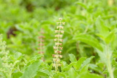 Thai fesleğeni ya da tatlı fesleğeni bahçeye yakın.