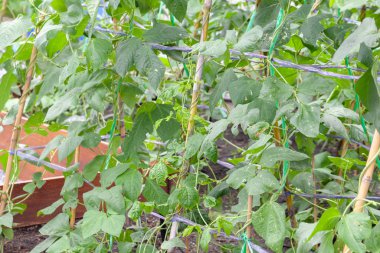 Çiftlikteki salatalıkları kapatın.