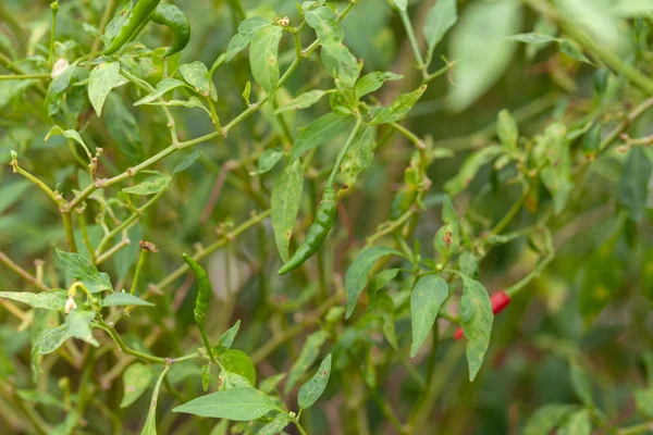 Çiftlikteki kırmızı biber fabrikasını kapatın.