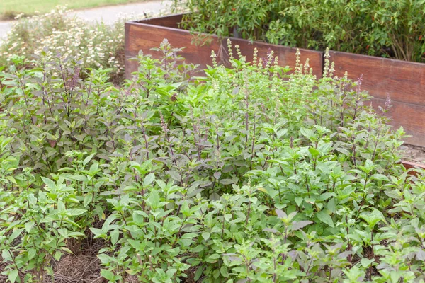 Primer plano de la planta de albahaca dulce en la granja de verduras — Foto de Stock