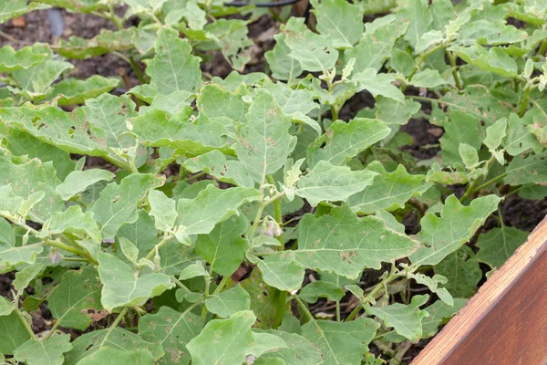 Κλείσιμο του φυτού Eggplant σε φυτικό αγρόκτημα λαχανικών — Φωτογραφία Αρχείου