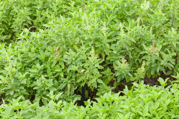 Close up of thai basil or sweet basil in the garden — Stock Photo, Image